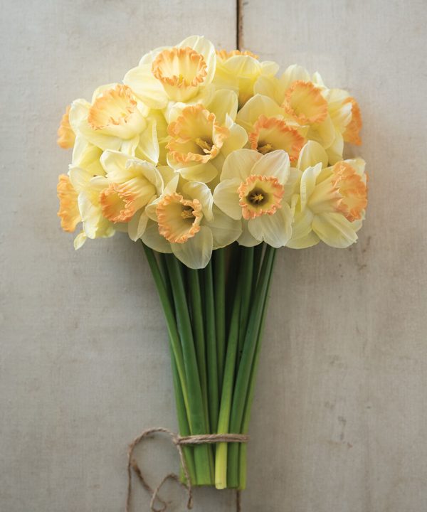 Martha Stewart - Narcissus Bulb