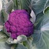 Purple Moon - (F1) Cauliflower Seed