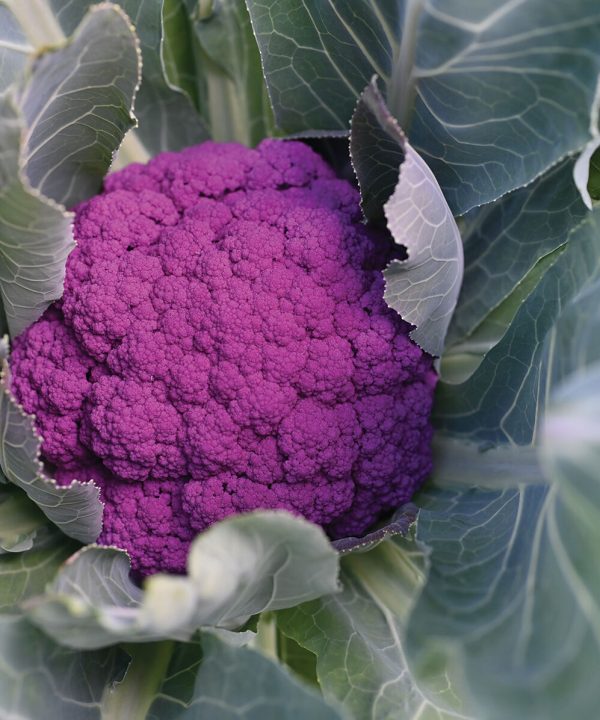 Purple Moon - (F1) Cauliflower Seed