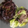 Salanova Red Gem - Pelleted Lettuce Seed