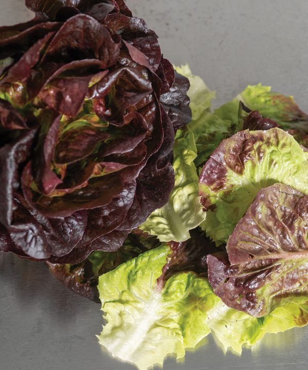 Salanova Red Gem - Pelleted Lettuce Seed