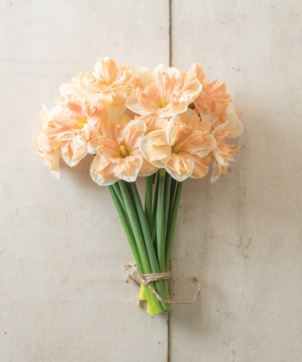 Apricot Whirl - Narcissus Bulb
