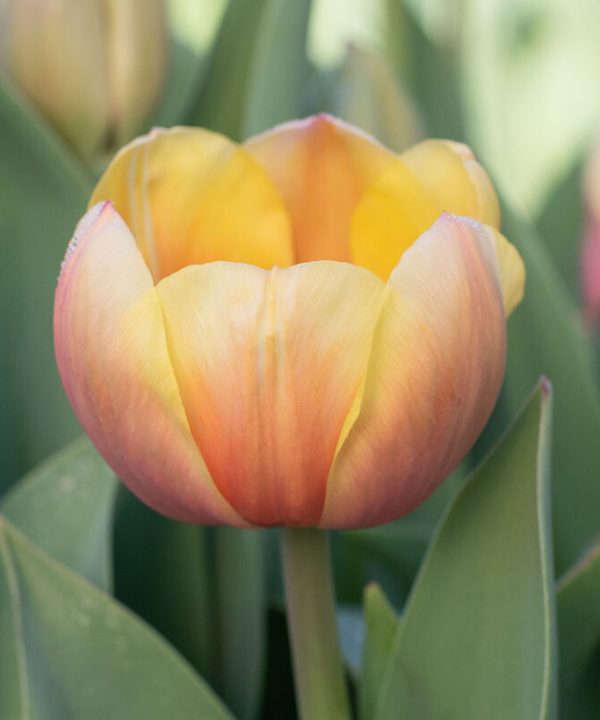 Marit - Darwin Hybrid Tulip Bulbs