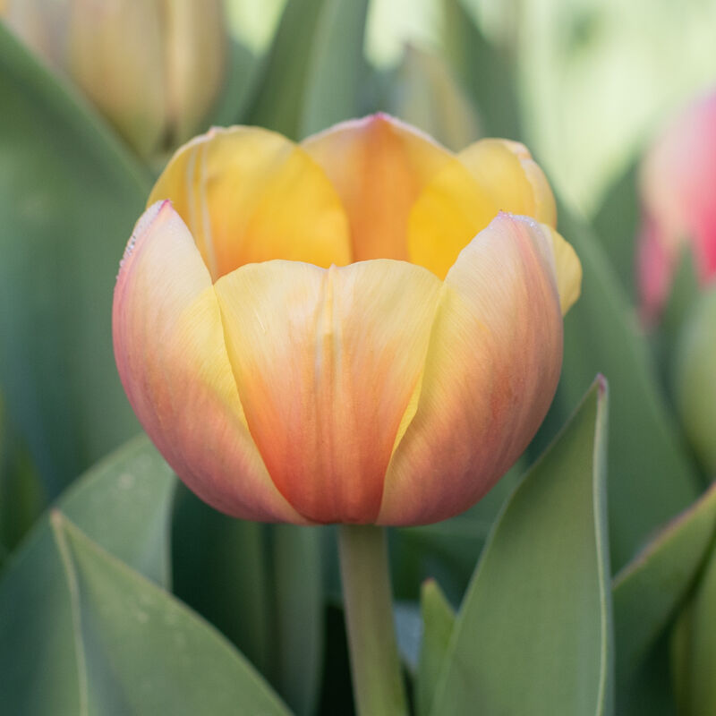 Tulipa Rasta Parrot - Bulbes de Tulipes x10 - Bulbes à Fleurs