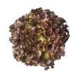 Salanova Hydroponic Red Batavia - Pelleted Lettuce Seed