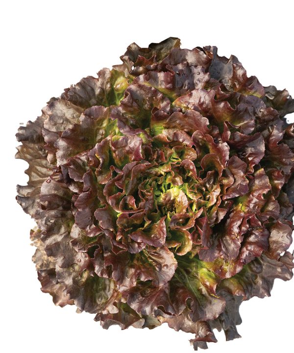 Salanova Hydroponic Red Batavia - Pelleted Lettuce Seed