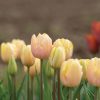 Mango Charm - Tulip Bulb