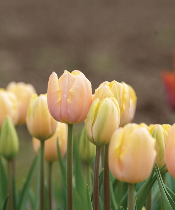 Mango Charm - Tulip Bulb