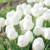 Hakuun - Darwin Hybrid Tulip Bulbs