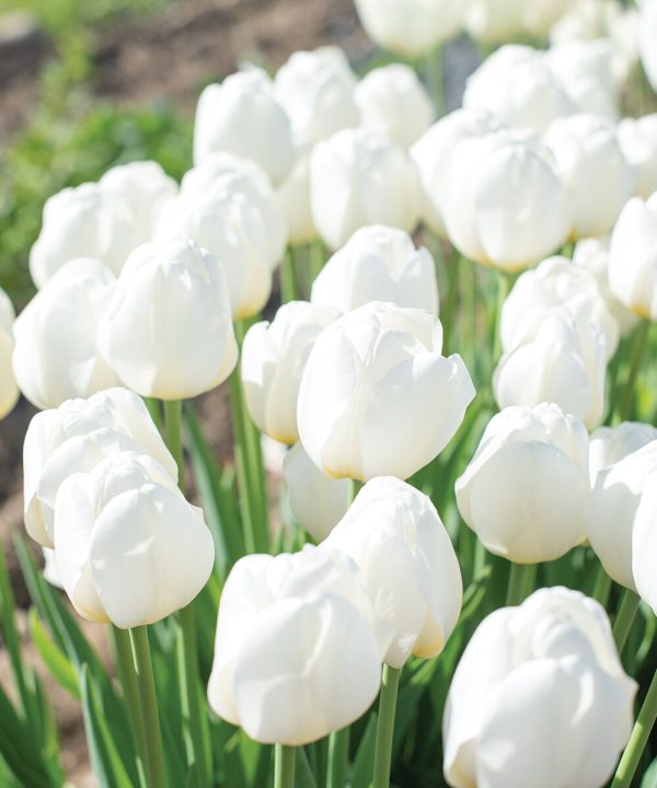 Hakuun - Darwin Hybrid Tulip Bulbs