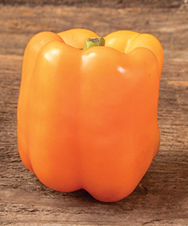 SVPB8500 - (F1) Bell Pepper Seed
