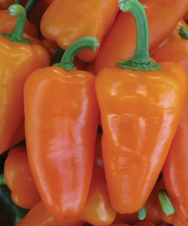 SVPS0953 - (F1) Snack Pepper Seed