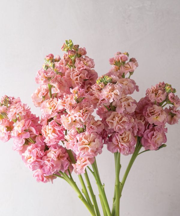 StoX Champagne - Stock Seed