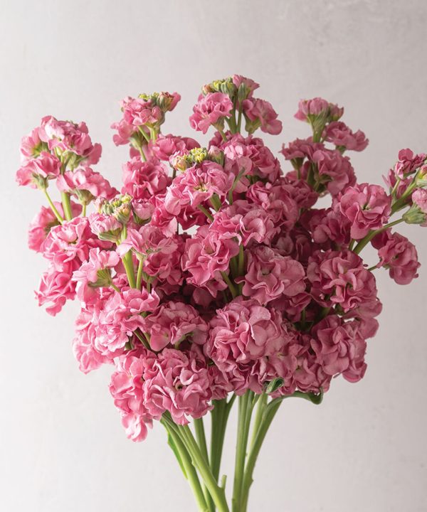 StoX Rose Pink - Stock Seed