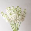Early Arrow White - Stock Seed