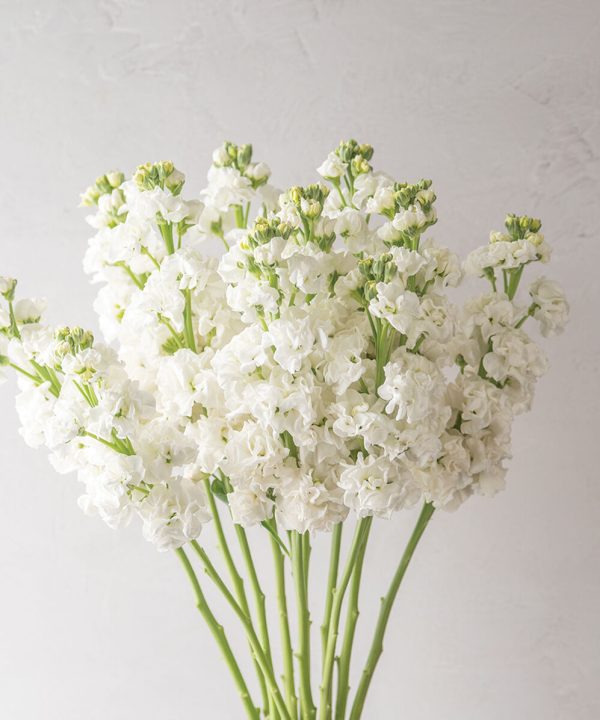 Early Arrow White - Stock Seed