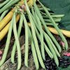 Cobra - Bean Seed