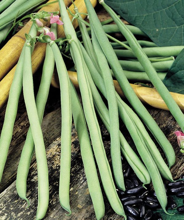 Cobra - Bean Seed