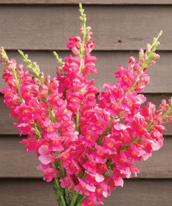 Costa Deep Rose II - (F1) Snapdragon Seed