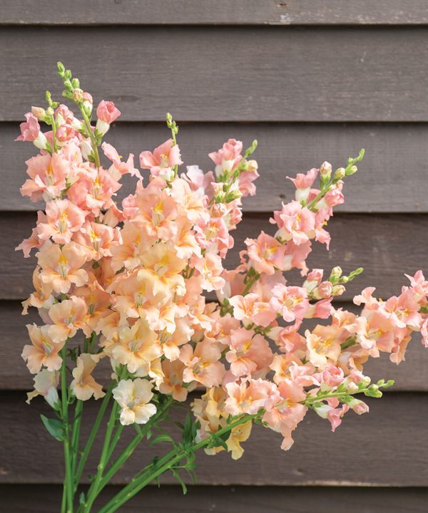 Chantilly Light Salmon - (F1) Snapdragon Seed