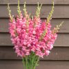 Costa Rose II - (F1) Snapdragon Seed