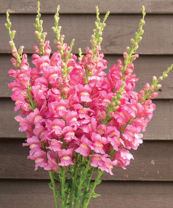 Costa Rose II - (F1) Snapdragon Seed