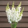 Costa Midly White II - (F1) Snapdragon Seed