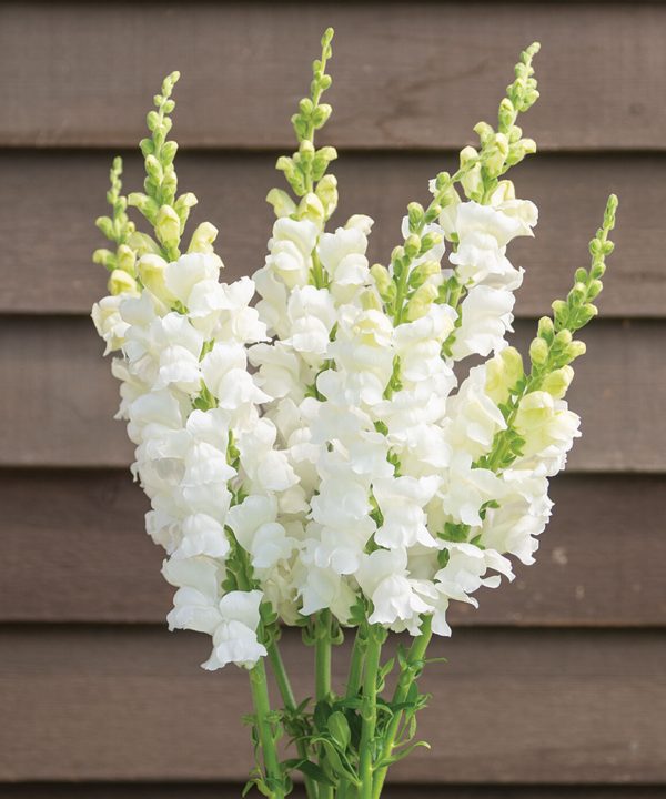 Costa Midly White II - (F1) Snapdragon Seed