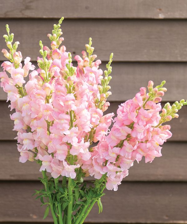 Costa Light Rose II - (F1) Snapdragon Seed