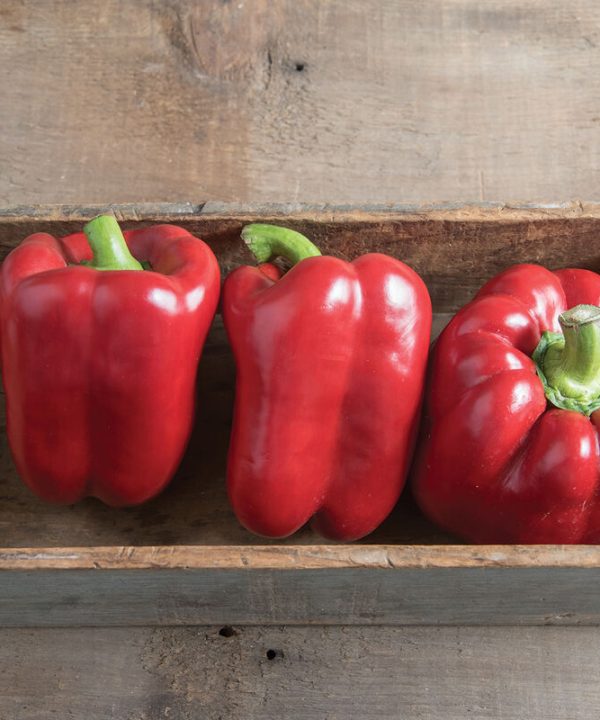 Autry - (F1) Bell Pepper Seed