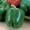 Green Machine - (F1) Bell Pepper Seed