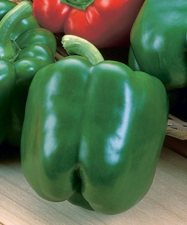 Green Machine - (F1) Bell Pepper Seed