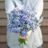 QIS Pale Blue - Statice Seed