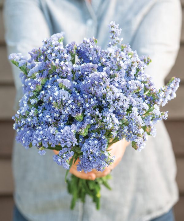 QIS Pale Blue - Statice Seed