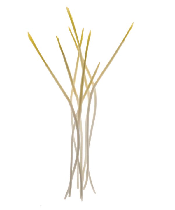 Popcorn - Organic Shoot Seed