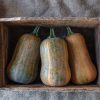 Honeynut - Organic Butternut Squash Seed