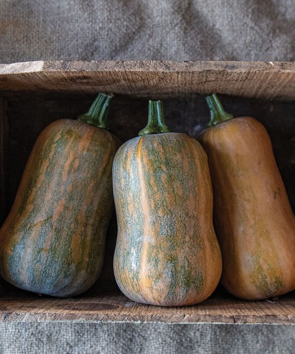Honeynut - Organic Butternut Squash Seed