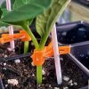 Tetsukabuto Rootstock - (F1) Rootstock Seed