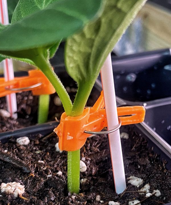 Tetsukabuto Rootstock - (F1) Rootstock Seed