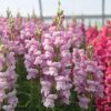 Maryland Lavender I-II - (F1) Snapdragon Seed