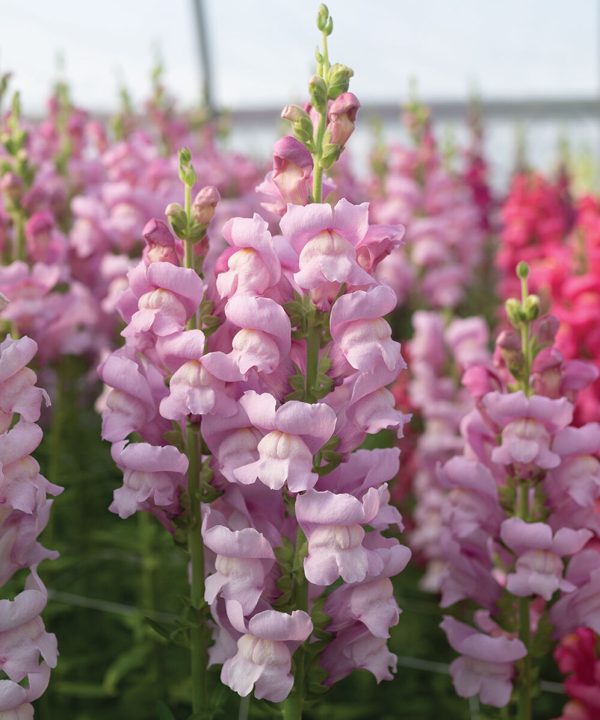 Maryland Lavender I-II - (F1) Snapdragon Seed