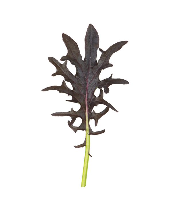 KX-1 - Organic Kale Seed