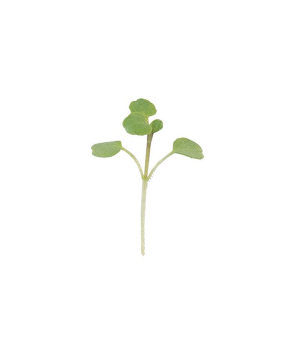 Watercress - Organic Microgreen Seed