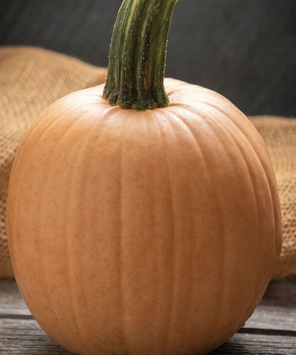 Hot Chocolate - (F1) Pumpkin Seed