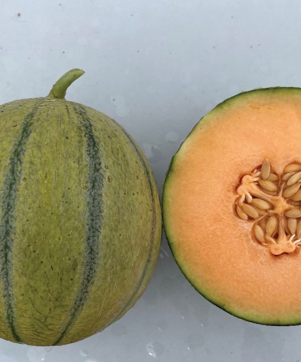 Melonade - (F1) Melon Seed