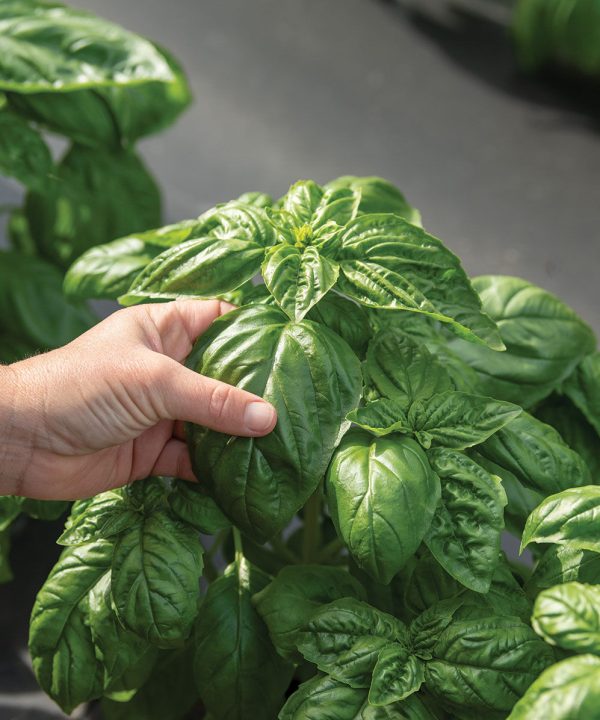 Winner - Basil Seed