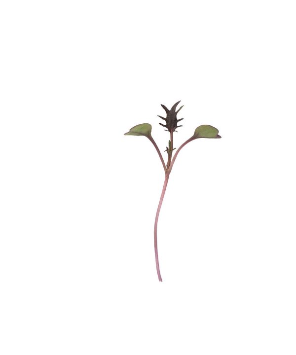 Kale, Purple Reign - (F1) Microgreen Seed
