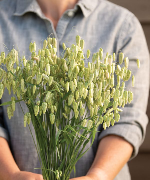 Greater Quaking Grass - Ornamental Grass Seed