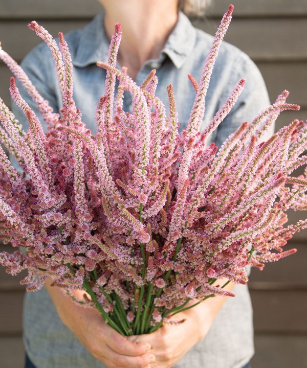 Pink Pokers - Statice Seed