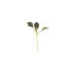 Pac Choi, Red Choi - Organic Microgreen Seed
